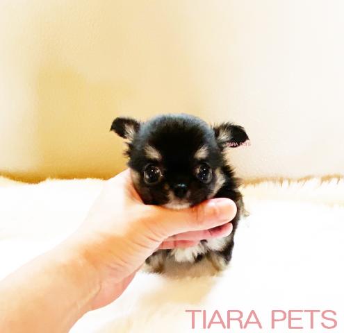 ★スーパー極小サイズ！！女の子♪パフェchan★