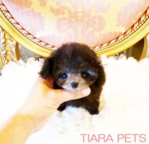 ★ミニミニシルバーの女の子♪ちるちるちゃん♪