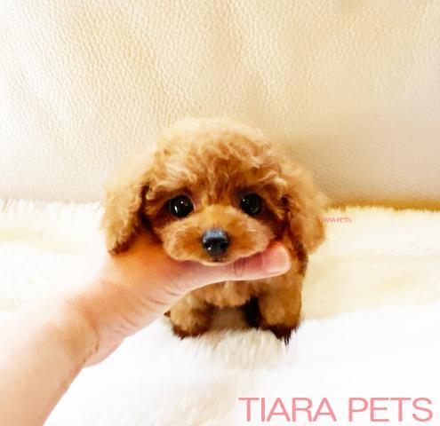 ★ティーカッププードル♪ノエルちゃん★