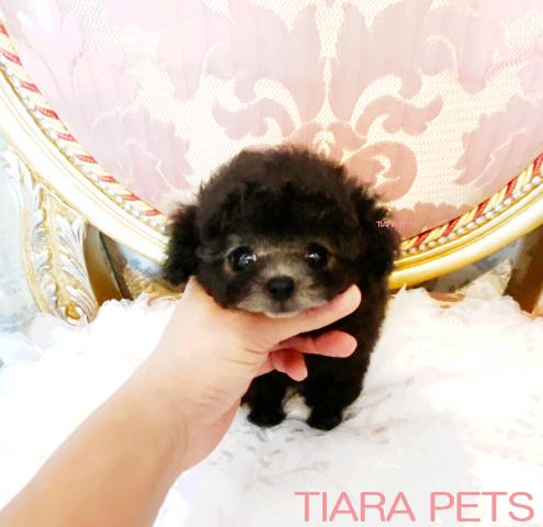 ★極上！！プラチナシルバーの女の子♪グレースちゃん♪