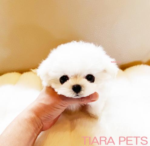 ★スーパー極小サイズ！！みにまる君★