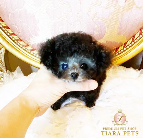 ★極上！！スーパープレミアムクラス♪ジュエルちゃん★