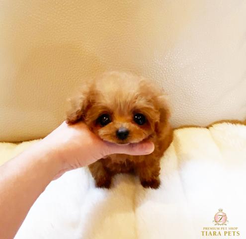 ★マイクロティーカップサイズ♪あんずちゃん♪