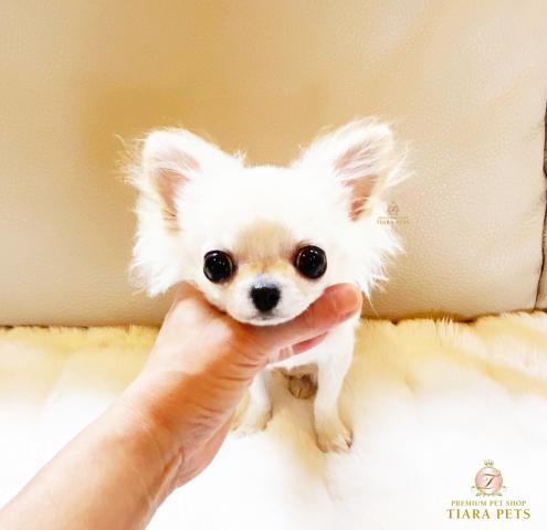 ★極上！！スーパー極小サイズ！！こゆきちゃん★