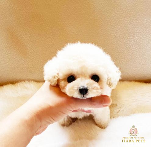 ★マイクロティーカップサイズ♪ホワイト女の子♪フランちゃん★