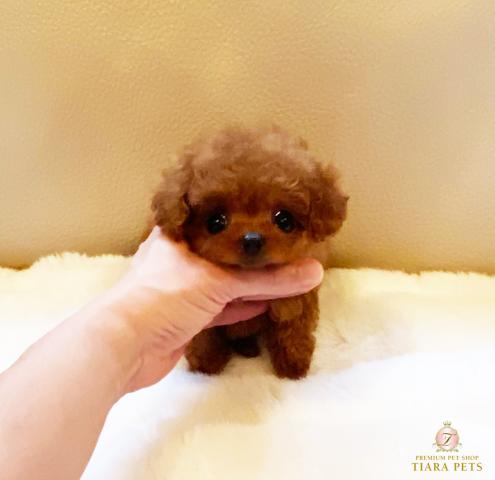 ★マイクロティーカップサイズ♪レッドの女の子♪プリンセスちゃん★