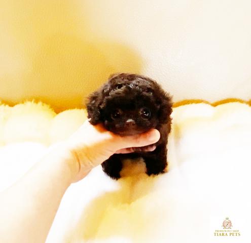 ★ティーカップサイズ♪ブラウンの女の子♪ショコラちゃん★