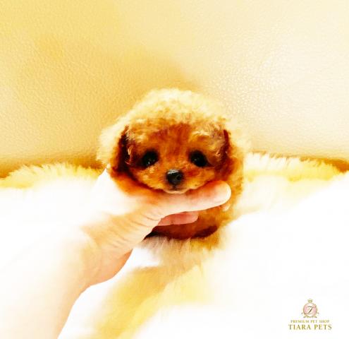 ★超極小！！マイクロティーカップサイズ♪女の子♪パリスちゃん★