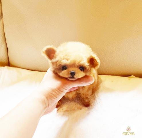 ★超極小！！マイクロティーカップサイズ♪男の子♪らいおん丸君★