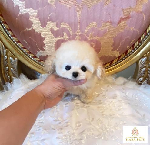 ★マイクロティーカップサイズ♪クリームの女の子♪ティファニーちゃん★