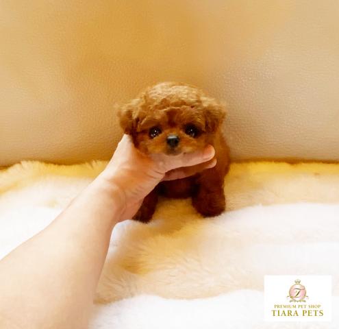 ★マイクロティーカップサイズ♪レッドの女の子♪ノエルちゃん★