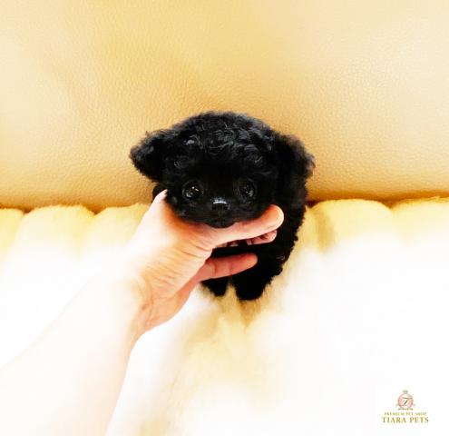 ★マイクロティーカップサイズ♪ブラックの男の子♪ぴあの君★