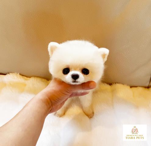 ★極上！！極小サイズ！！白いポメちゃん女の子♪バニラちゃん★