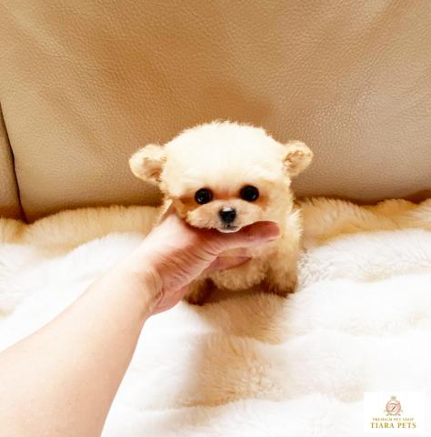 ★超極小！！マイクロティーカップサイズ♪男の子♪ちゃんす君★