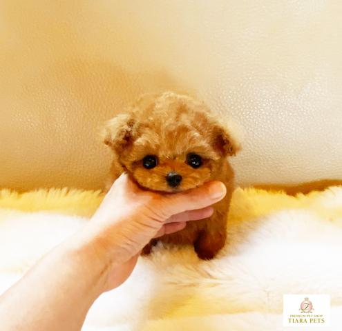 ★超極小！！マイクロティーカップサイズ♪男の子♪るきあ君★