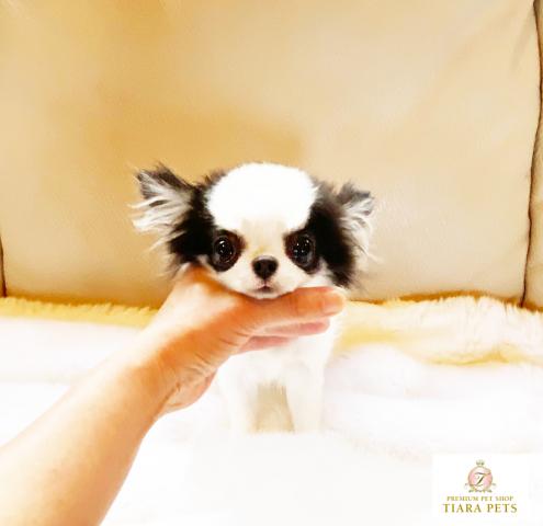 ★極上！！極小！！ロングコートチワワの女の子♪かりんちゃん★