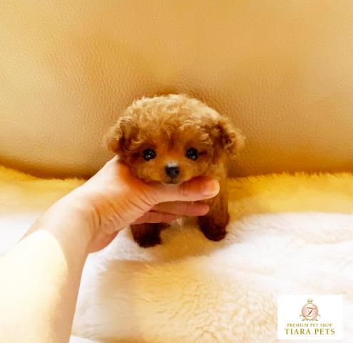 ★超極小！！マイクロティーカップサイズ♪男の子♪ぴの君★