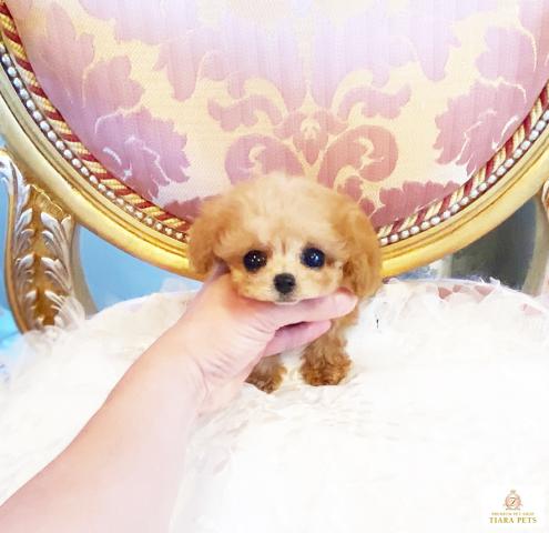 ★超極小！！マイクロティーカップサイズ♪男の子♪ハニー君★