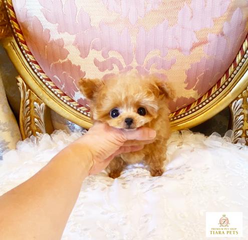 ★超超超スーパー極小サイズ♪アプリコットカラー男の子♪らいおん丸君★