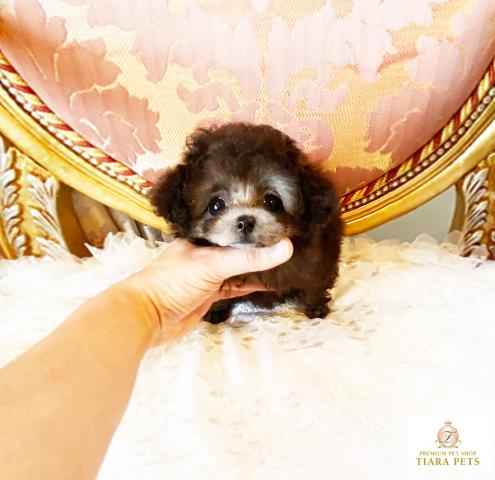 ★マイクロティーカップサイズ♪プラチナシルバー女の子♪ジェシカちゃん★