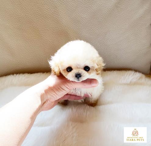 ★マイクロティーカップサイズ♪クリームの女の子♪ビオラちゃん★