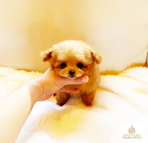 ★マイクロティーカップサイズ♪アプリの女の子♪チェロちゃん★