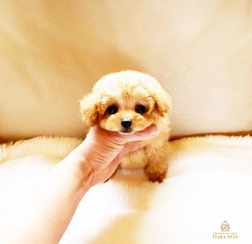 ★ティーカップサイズ！！アプリコットカラーの女の子♪お値引きOK！！