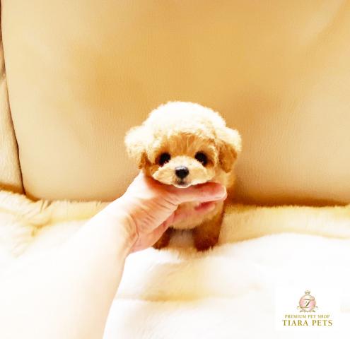 ★マイクロティーカップサイズ♪アプリコットカラーの男の子♪こたろう君★