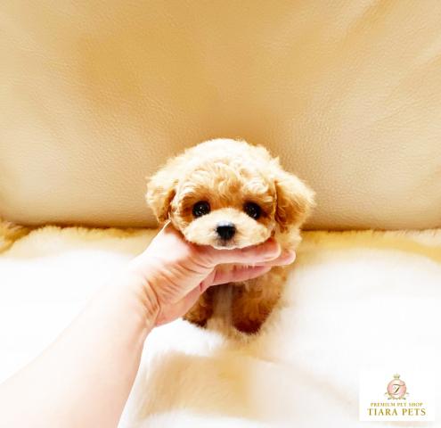 ★ティーカップサイズ！！アプリコットカラーの男の子♪ころん君♪