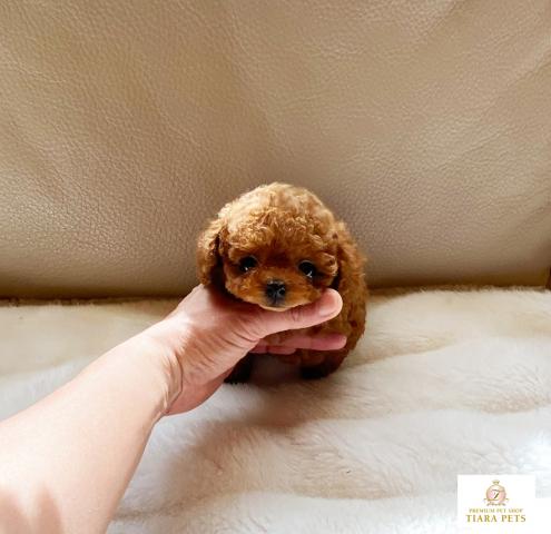 ★超極小！！マイクロティーカップサイズ♪女の子♪なのちゃん★