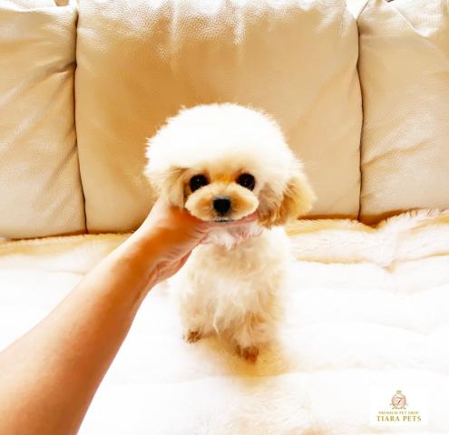 ★マイクロティーカップサイズ確定♪クリーム女の子♪シナモンちゃん★