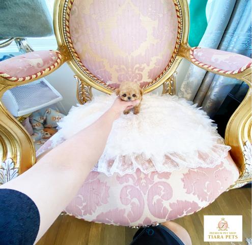 ★極上！！スーパー極小！！チワプーの男の子♪ももたろう君★