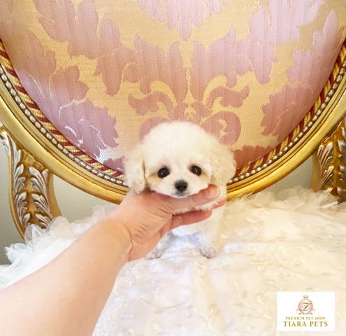 ★マイクロティーカップサイズ♪ホワイトの女の子♪すあまちゃん★