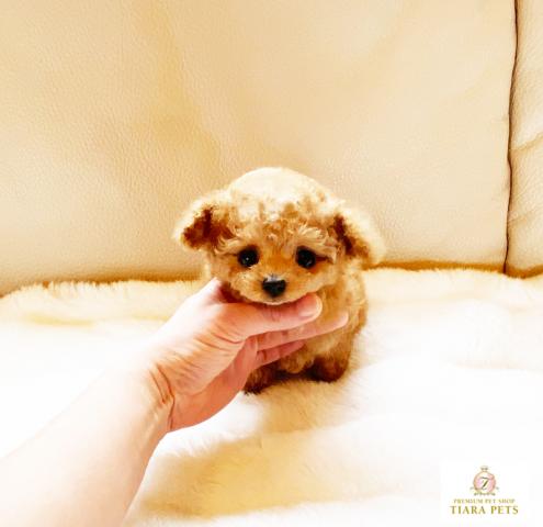 ★マイクロティーカップサイズ♪アプリコットカラー★メロディー君★