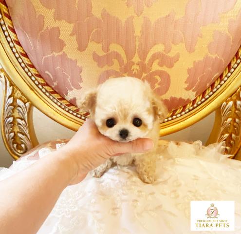 ★マイクロティーカップサイズ♪クリームの女の子♪いちごちゃん★