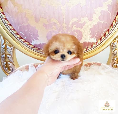 ★ティーカップサイズ！！アプリコットカラーの男の子♪りずむ君★