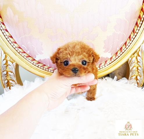 ★ティーカップサイズ！！レッドの女の子♪あずきちゃん♪お値引きOK！！