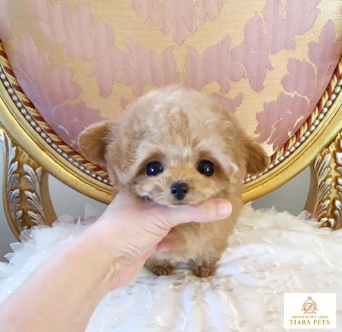 ★マイクロティーカップサイズ♪モデル犬向き♪メロディー君★
