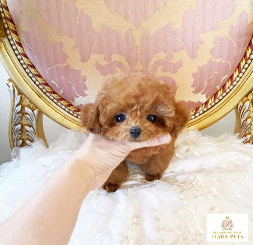 ★マイクロティーカップサイズ♪レッドの女の子♪なのちゃん♪※お値引きOK