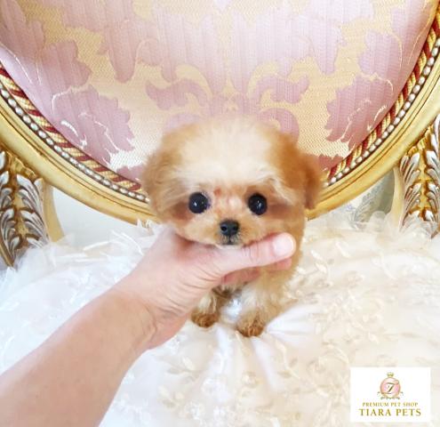 ★超極小サイズ！！ミックスの女の子♪あんずちゃん★