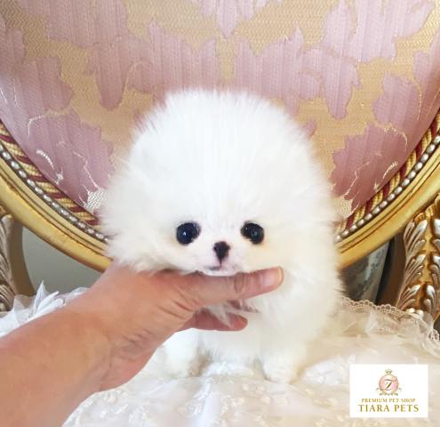 ★超超超極小サイズ！！ポメラニアンの男の子♪ティファニー君★