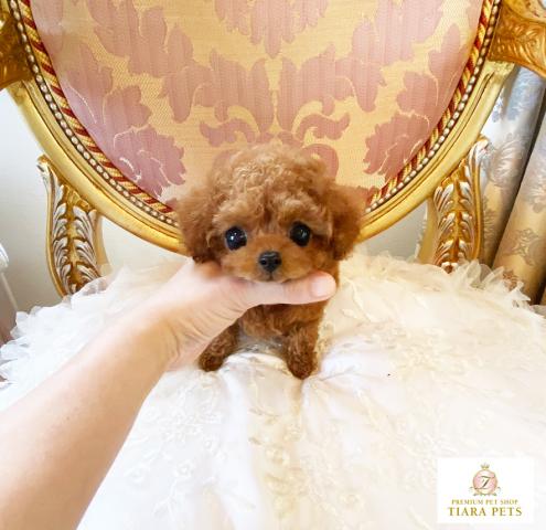 ★マイクロティーカップサイズ♪レッドの女の子♪ジュリエッタちゃん★