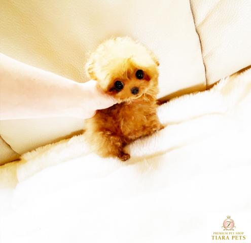 ★大きなお目目クリンクリン♪ミックスの女の子♪さくらちゃん★