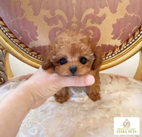 ★マイクロティーカップサイズ♪アプリコットカラー女の子♪いちごみるくちゃん★