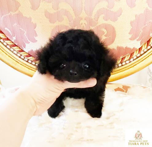 ★マイクロティーカップサイズ♪ブラックの男の子♪ぴあの君★★