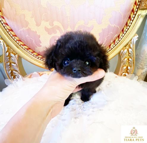 ★マイクロティーカップサイズ♪ブラックの女の子♪キキちゃん★