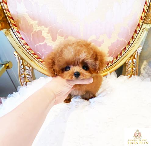 ★マイクロティーカップサイズ♪レッドの男の子♪メロディー君★