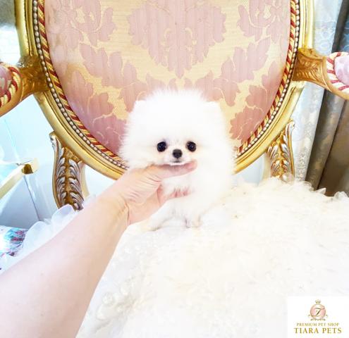 ★極上！！超超超スーパー極小ポメちゃん男の子♪キララ君♪