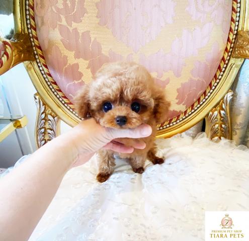 ★マイクロティーカップサイズ♪レッドの男の子♪はのん君♪