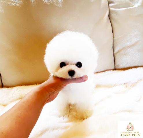 ★トイプードルホワイトの男の子♪バニラ君です♪